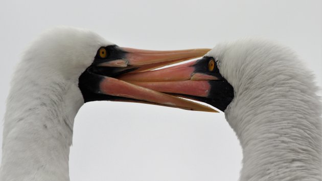 Galapagos vogelparadijs