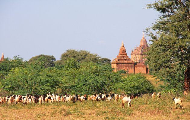 Drukte in Bagan
