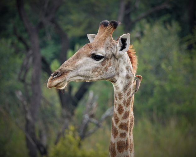 Giraffen in Entabeni