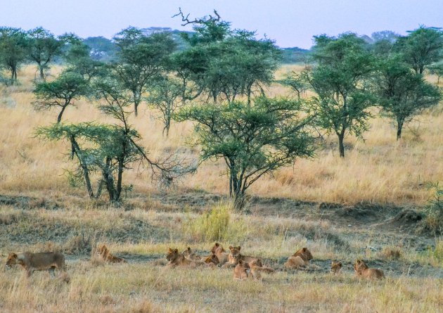 Serengeti na een regenbui