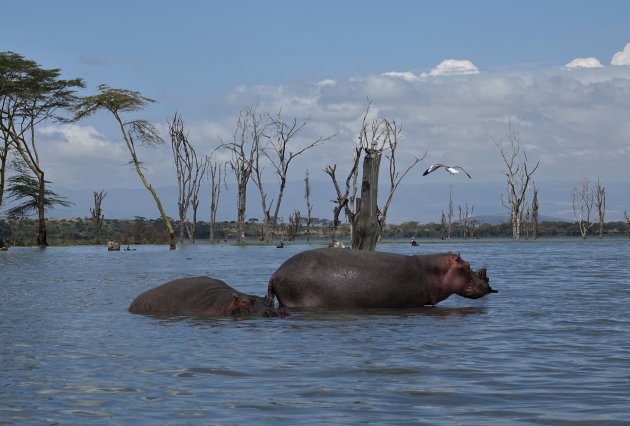 Hippo's, a force to be reckoned with....