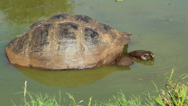 reuzenschildpad neemt bad
