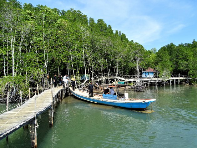 Mangrove bos aan de kust.