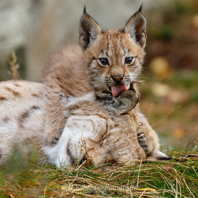 Lynx welp