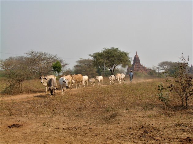 Koeien hoeder in Bagan.