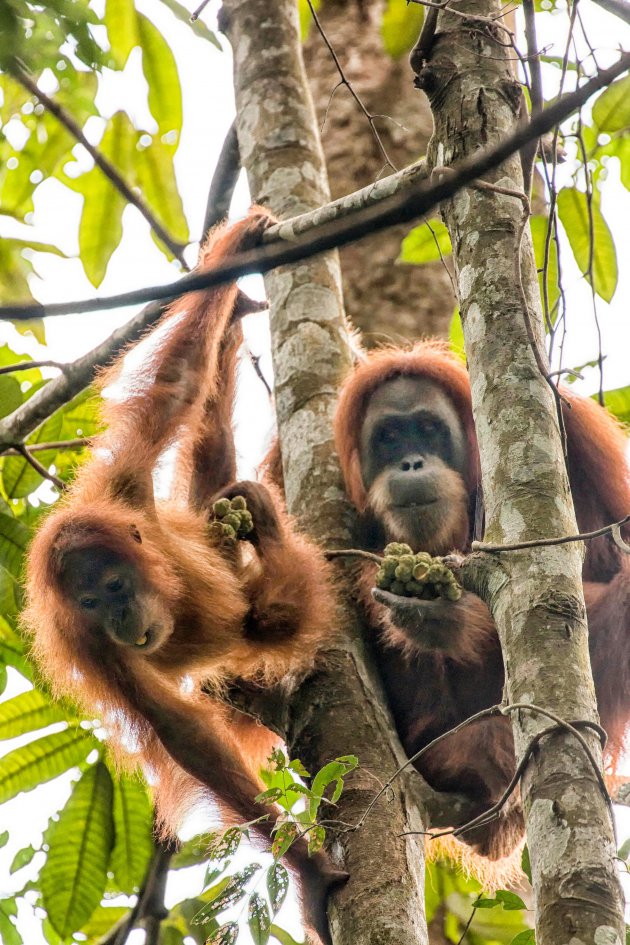 Oog in oog met de orang-oetan