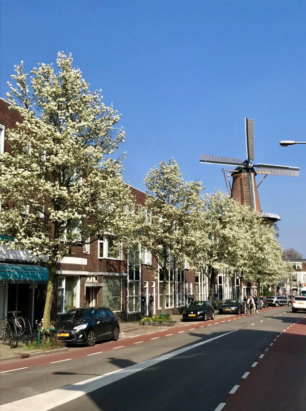Lente in Utrecht