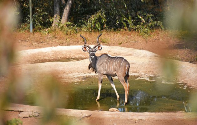 Een kudu bij een waterplas
