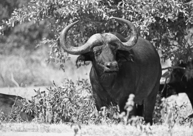 De Afrikaanse buffel