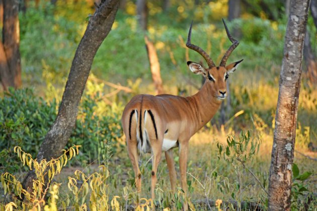 Een impala