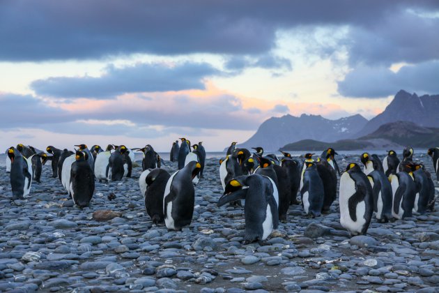 Pinguïnparadijs South Georgia
