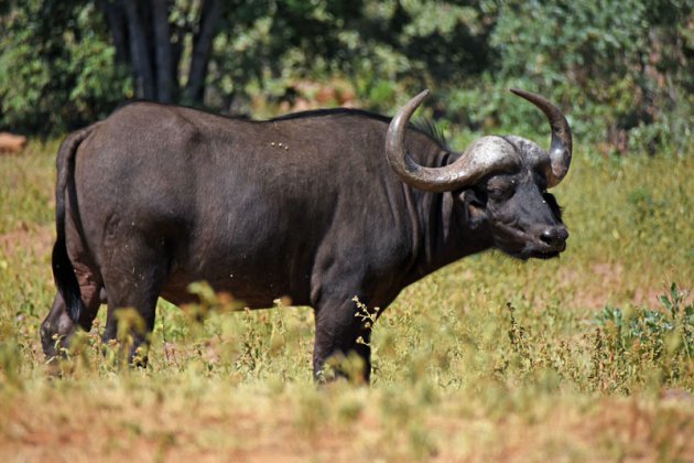 De Afrikaanse of Kaapse  buffel