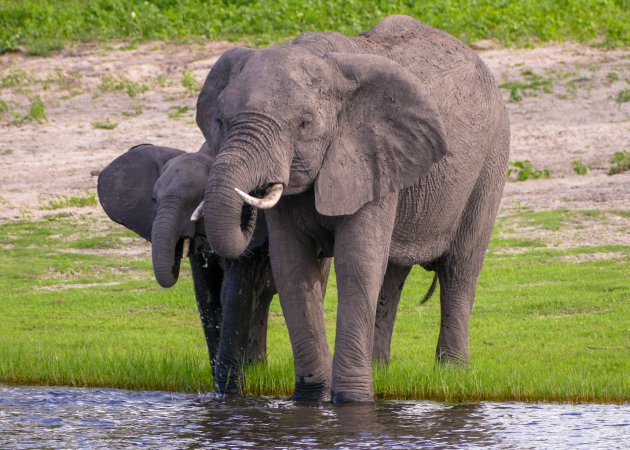 Chobe National Park, een wildlife paradijs