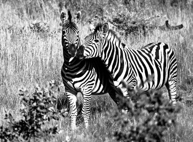 Zebra's in Welgevonden Game Reserve