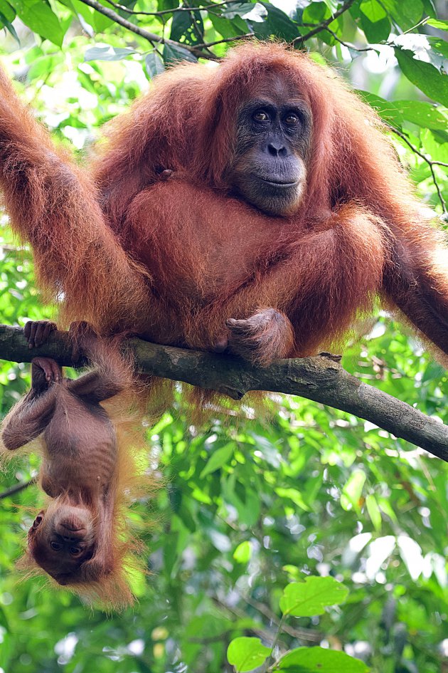 Orang-oetan met baby in Sumatra, Bukit Lawang