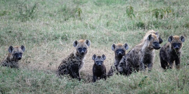 Hyena cubs - Nakuru Lake