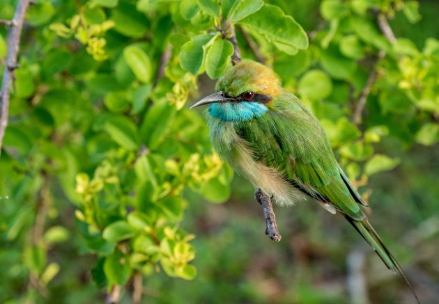 Bird watching Sri Lanka