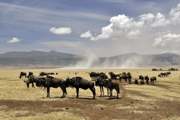 Ngorongoro wildlife