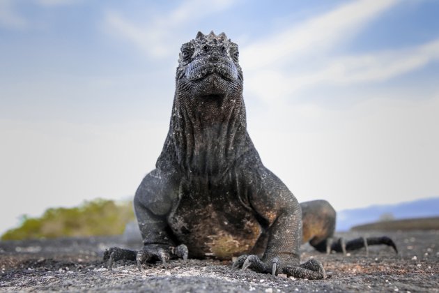 Monsters op de Galápagos eilanden