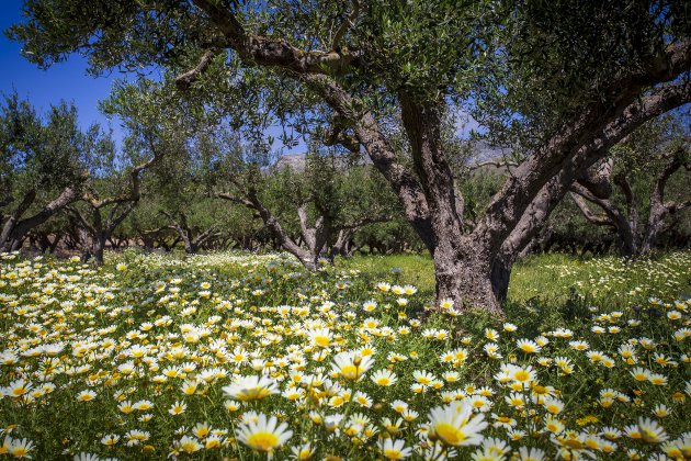 voorjaar op Kreta