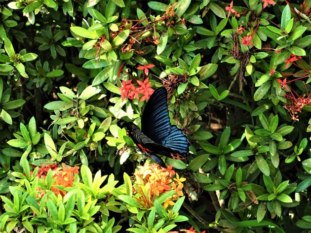 Prachtige vlinder.
