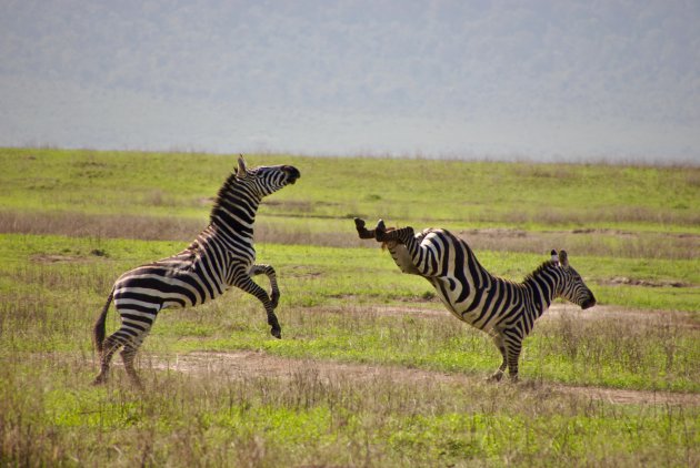 fighting zebra's in Tanzania