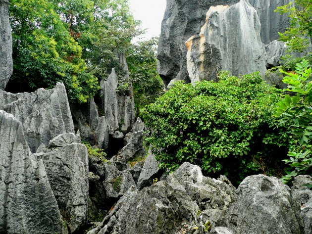 Stenen woud