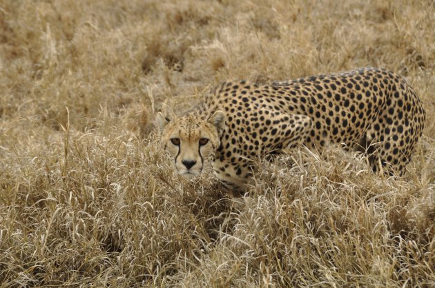 Cheetah is watching you...