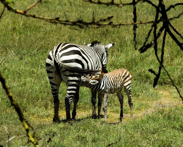 Zebra- moeder met veulen