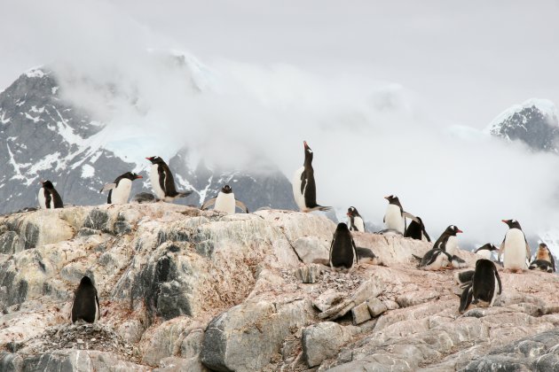 De balkende pinguïns