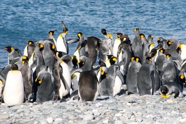 South Georgia, pinguïnparadijs