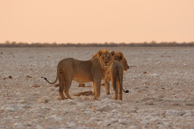 Leeuwen in Etosha