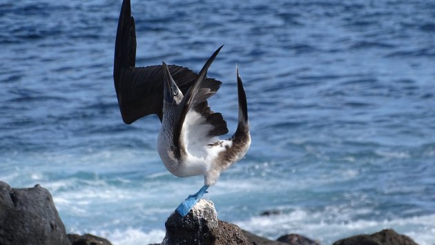 Fantastische wildlife op de Galapagos