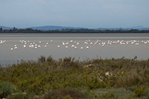 Camargue, prachtige natuur en flamingo's