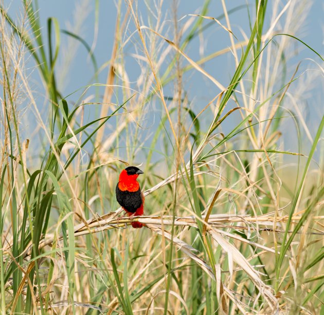 Vogels spotten in Uganda