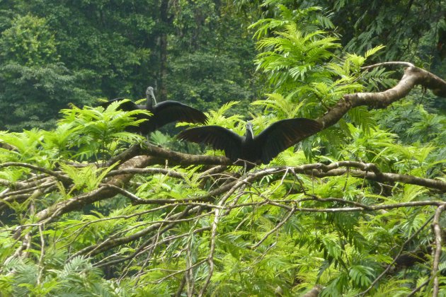 Een warm welkom door de zwarte ibis op onze eerste bestemming in Costa Rica, Tortuguero.