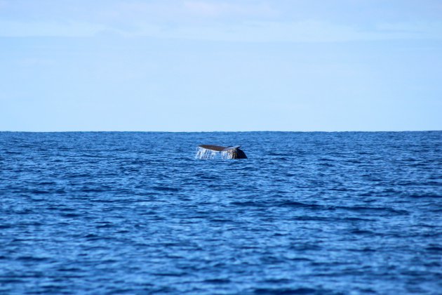Walvissen spotten op de Azoren