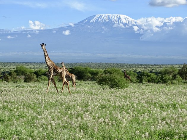 Kilimanjaro en wildlife
