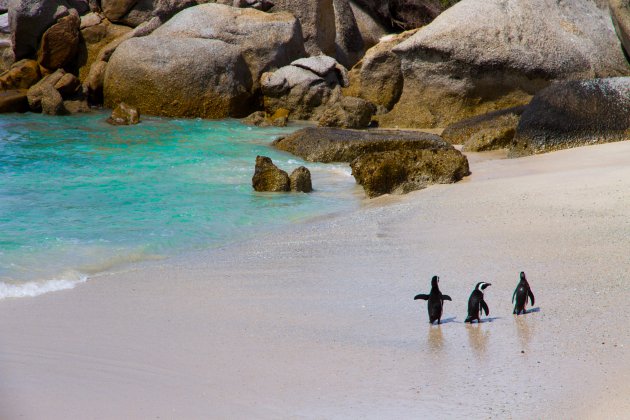 Pinguïns spotten in Zuid-Afrika