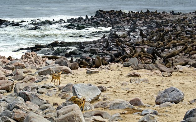 Jakhalzen jagen op zeerobben bij Cape Cross