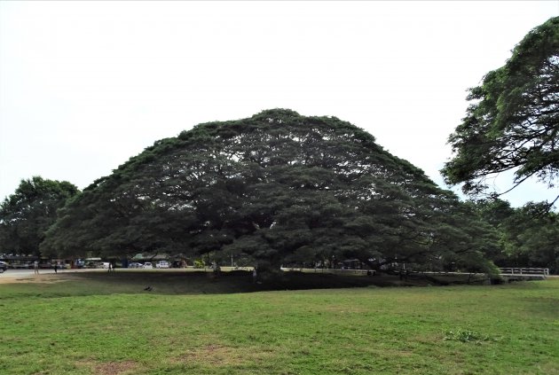 De grootste boom.