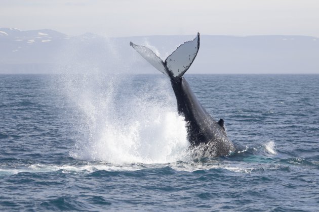 Walvissen kijken in IJsland