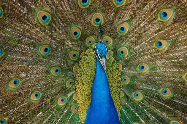 Pauw (Peacock)