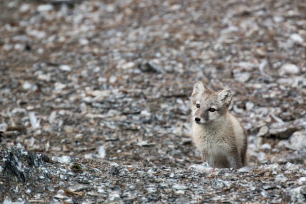 Het nieuwsgierige vosje op Spitsbergen