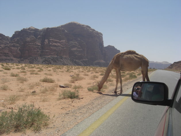 Loslopende kameel in Wadi Rum
