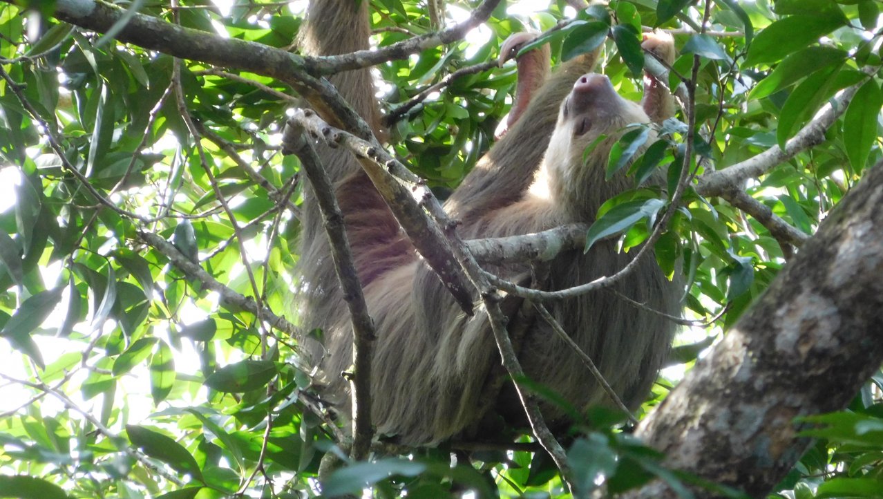 Luiaard in Costa Rica