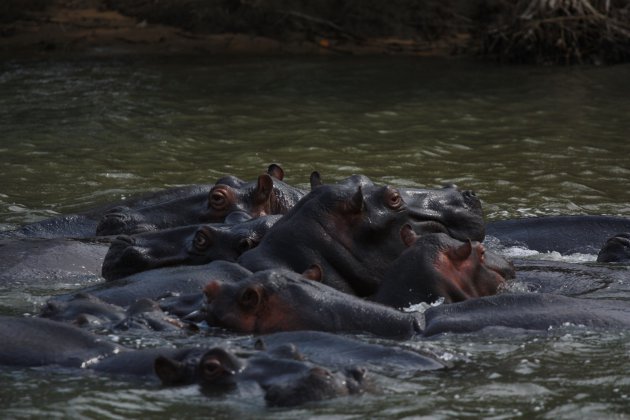 Kluitje nijlpaarden
