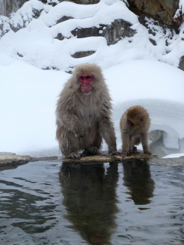 sneeuw-apen