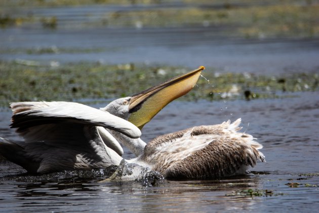 Een pelikaan bezig met een wasbeurt.
