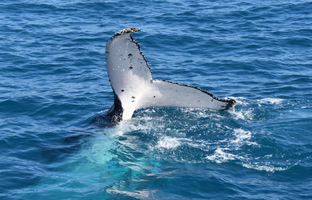 Walvissen voor de kust van Fraser Island